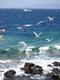 Customize-it - Meeuwen strand 50x70cm Tuinschilderij