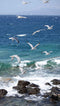 Customize-it - Meeuwen strand 70x130cm Tuinschilderij