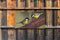 Customize-it - Mezen 2 130x70cm Tuinschilderij
