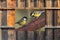 Customize-it - Mezen 2 70x50cm Tuinschilderij