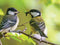 Customize-it - Mezen 70x50cm Tuinschilderij