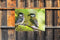 Customize-it - Mezen 70x50cm Tuinschilderij