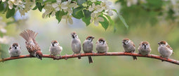 Customize-it - Mussen 130x50cm Tuinschilderij