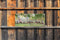 Customize-it - Mussen 130x50cm Tuinschilderij