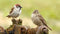 Customize-it - Mussen 130x70cm Tuinschilderij