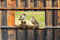 Customize-it - Mussen 130x70cm Tuinschilderij