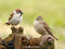 Customize-it - Mussen 70x50cm Tuinschilderij