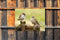 Customize-it - Mussen 70x50cm Tuinschilderij