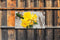 Customize-it - Narcis bosje 130x70cm Tuinschilderij