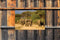 Customize-it - Olifanten 140x90cm Tuindoek