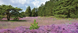 Customize-it - Paars heideveld 130x50cm Tuinschilderij
