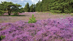 Customize-it - Paars heideveld 130x70cm Tuinschilderij