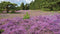 Customize-it - Paars heideveld 130x70cm Tuinschilderij