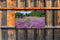 Customize-it - Paars heideveld 130x70cm Tuinschilderij