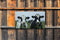 Customize-it - Rocky en Ronny 130x70cm Tuinschilderij