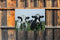 Customize-it - Rocky en Ronny 70x50cm Tuinschilderij