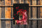 Customize-it - Rode bloemen 50x70cm Tuinschilderij