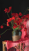 Customize-it - Rode bloemen 70x130cm Tuinschilderij