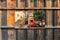 Customize-it - Rode kever 130x70cm Tuinschilderij