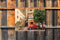 Customize-it - Rode Kever 70x50cm Tuinschilderij
