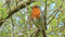 Customize-it - Roodborst 130x70cm Tuinschilderij