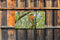 Customize-it - Roodborst 130x70cm Tuinschilderij