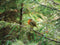 Customize-it - Roodborst 70x50cm Tuinschilderij