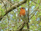 Customize-it - Roodborst 70x50cm Tuinschilderij