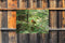 Customize-it - Roodborst 70x50cm Tuinschilderij