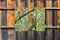 Customize-it - Roodborst 70x50cm Tuinschilderij