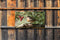 Customize-it - Roodborst bes 130x70cm Tuinschilderij