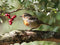 Customize-it - Roodborst bes 70x50cm Tuinschilderij