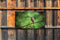 Customize-it - Roodborst tak 130x70cm Tuinschilderij
