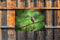 Customize-it - Roodborst tak 70x50cm Tuinschilderij