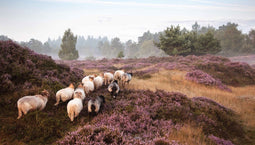 Customize-it - Schapen op heide 130x70cm Tuinschilderij