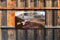 Customize-it - Schapen op heide 130x70cm Tuinschilderij