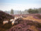 Customize-it - Schapen op heide 70x50cm Tuinschilderij