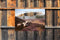 Customize-it - Schapen op heide 70x50cm Tuinschilderij