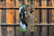 Customize-it - Spechten 70x130cm Tuinschilderij
