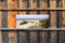 Customize-it - Strand bootje 130x50cm Tuinschilderij