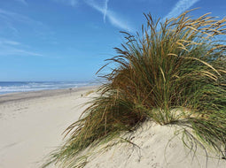 Customize-it - Strand met grasduin 70x50cm Tuinschilderij