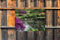 Customize-it - Tuin vijver 70x50cm Tuinschilderij
