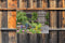 Customize-it - Tuinschuur 70x50cm Tuinschilderij