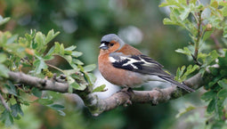 Customize-it - Vink mannetje 130x70cm Tuinschilderij