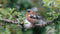 Customize-it - Vink mannetje 130x70cm Tuinschilderij