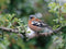 Customize-it - Vink mannetje 70x50cm Tuinschilderij