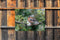 Customize-it - Vink mannetje 70x50cm Tuinschilderij