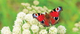 Customize-it - Vlinder 130x50cm Tuinschilderij