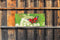 Customize-it - Vlinder 130x50cm Tuinschilderij