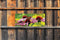 Customize-it - Vlinder bloem 130x50cm Tuinschilderij